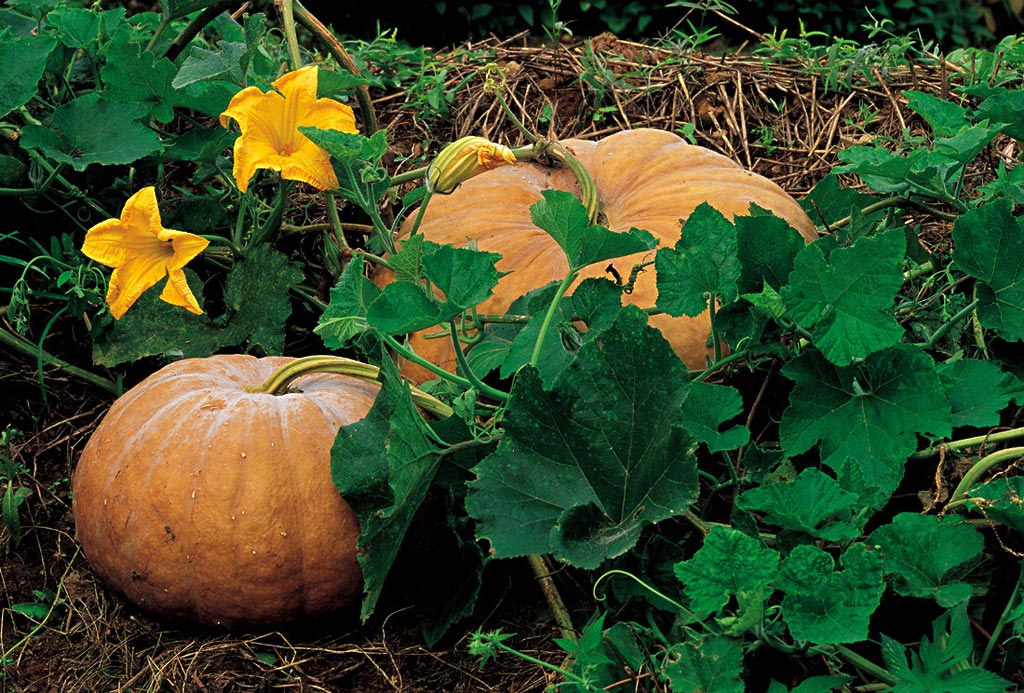 冬季護(hù)眼“神器”，南瓜*“養(yǎng)眼”